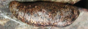 Pupae